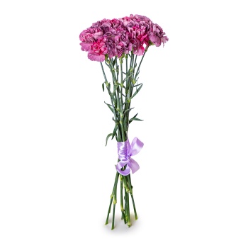 11 фиолетовых гвоздик